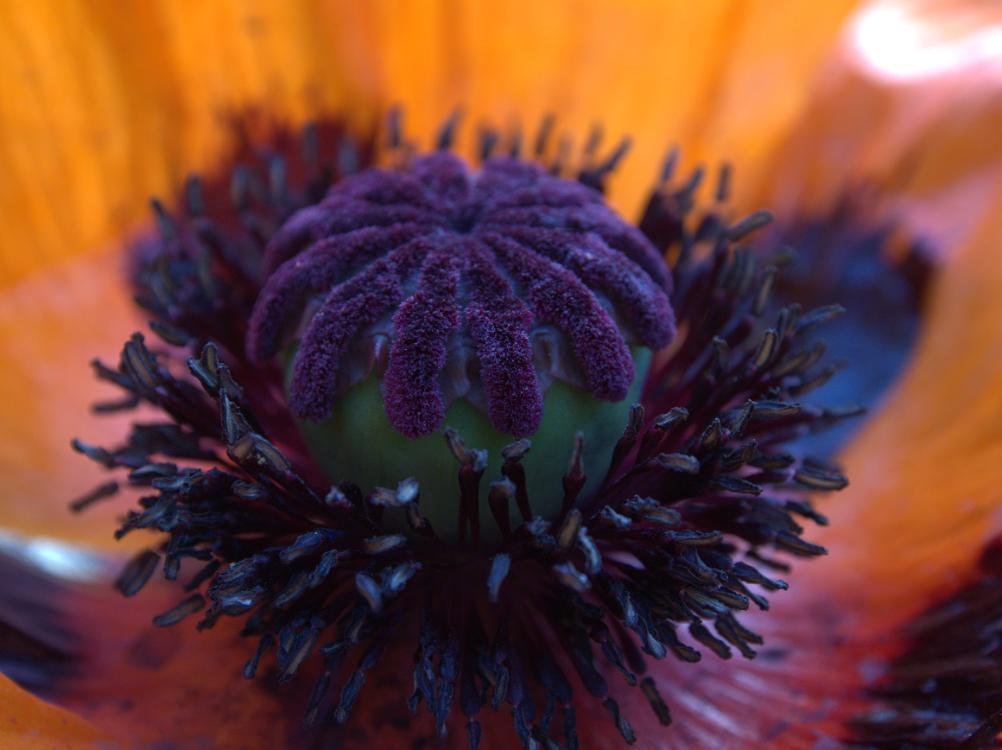 Mohn