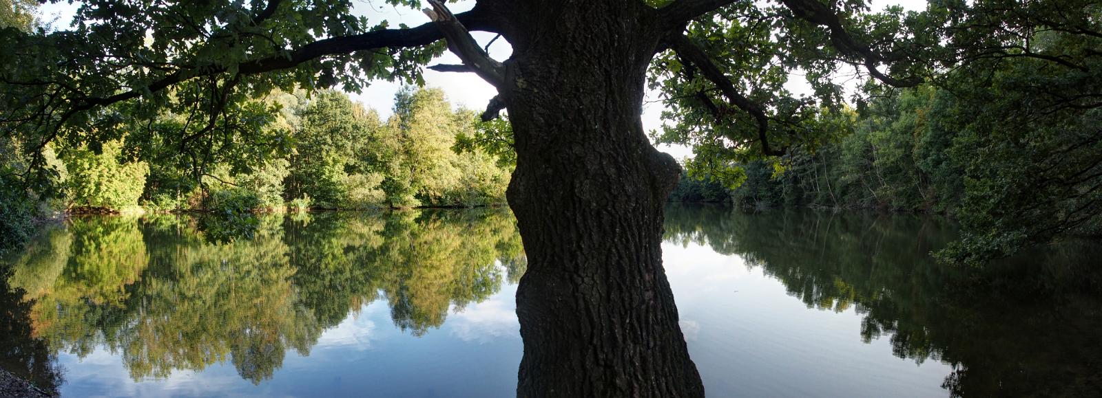 Baum am See